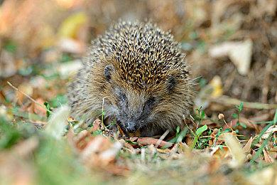 『三国志 8 REMAKE with 威力加强版』决定发售 公布宣传影片